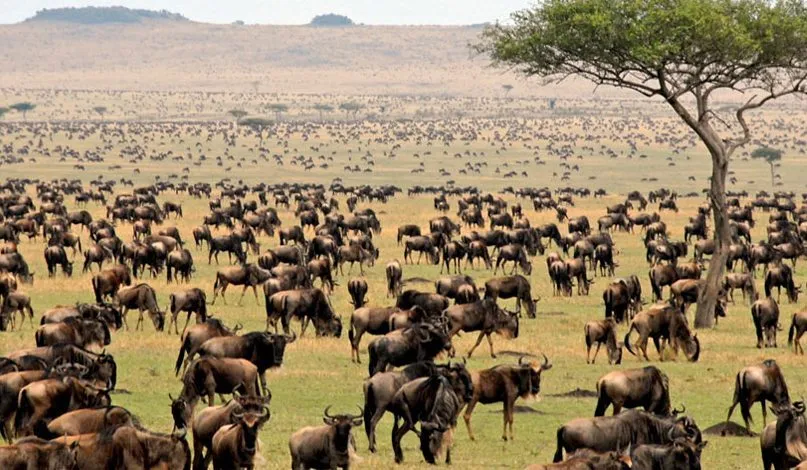 4 Day Serengeti Wildebeest Migration Safari