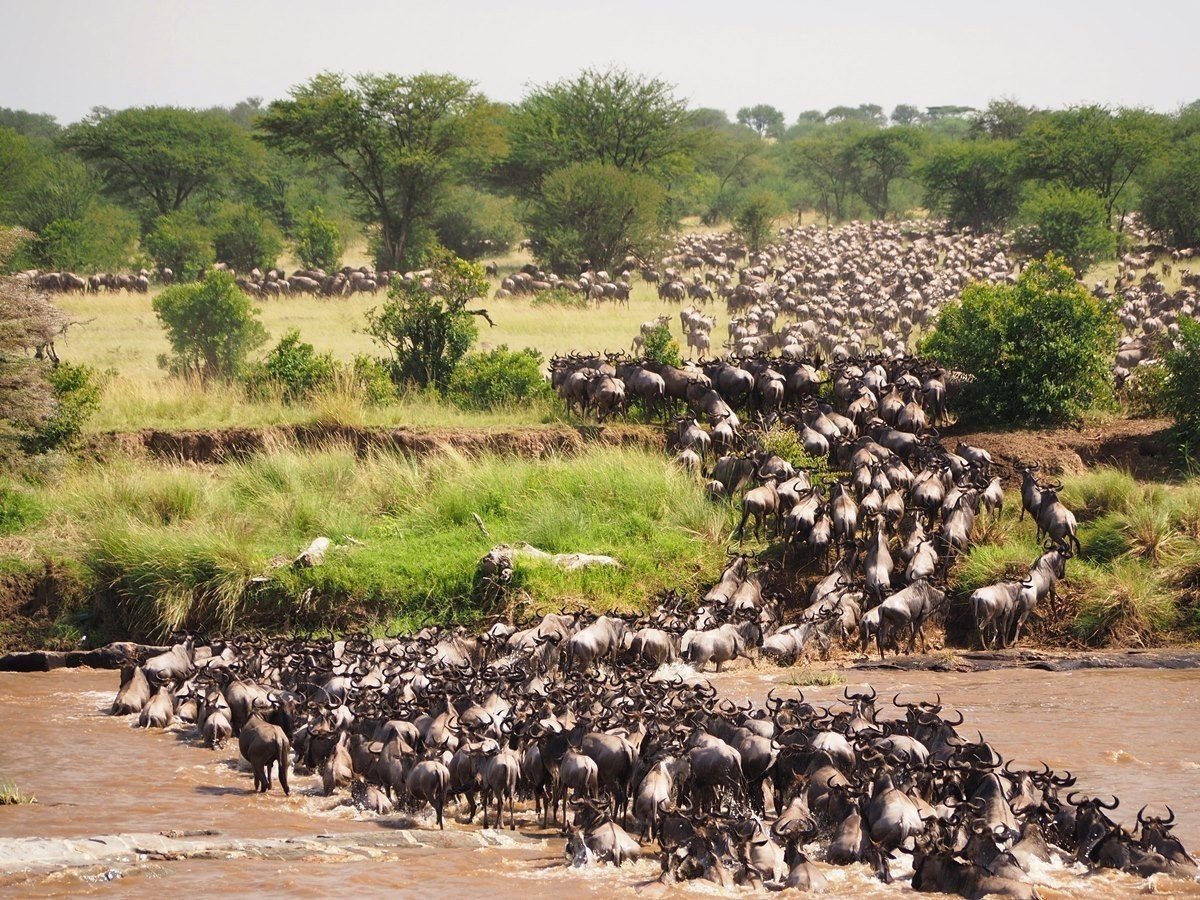 Great Migration Safari – Serengeti