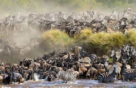 Wildebeest Migration 