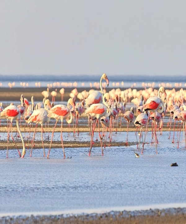 Lake Natron
