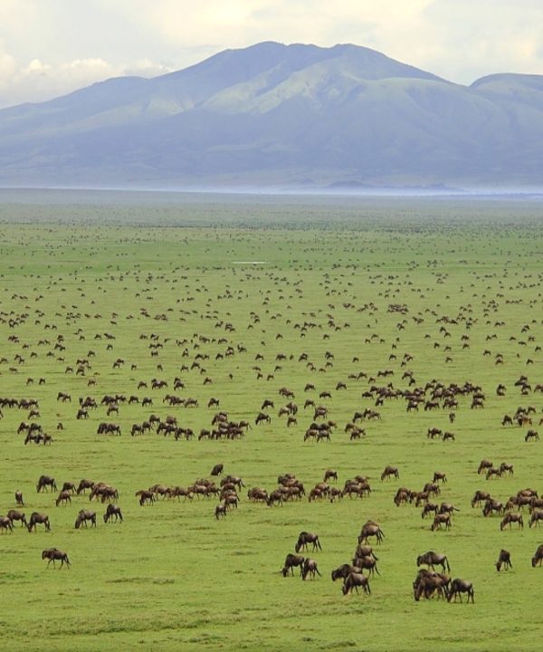 Serengeti Wild Tours