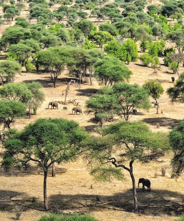 Serengeti Wild Tours