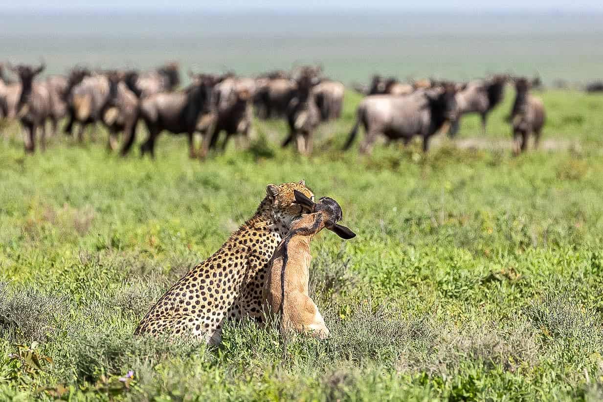 Wildlife Safari Experience