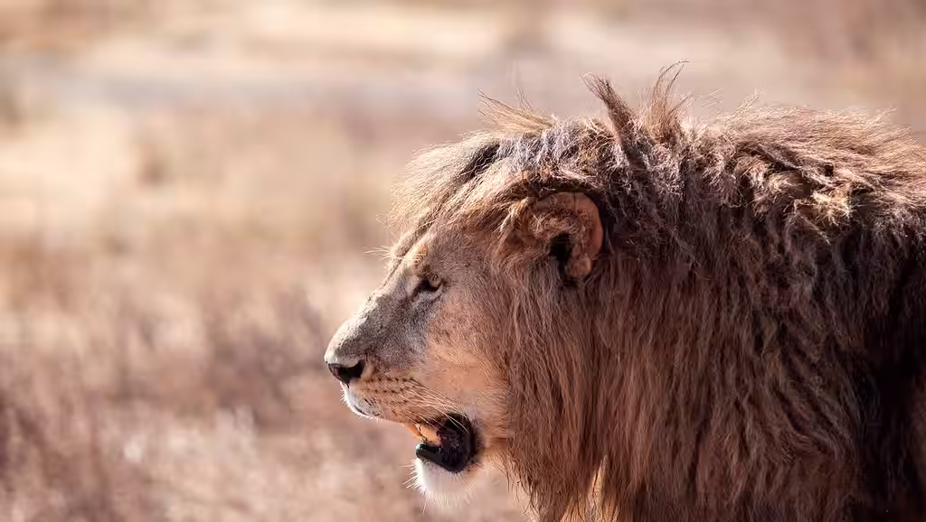 Lions in the Crater