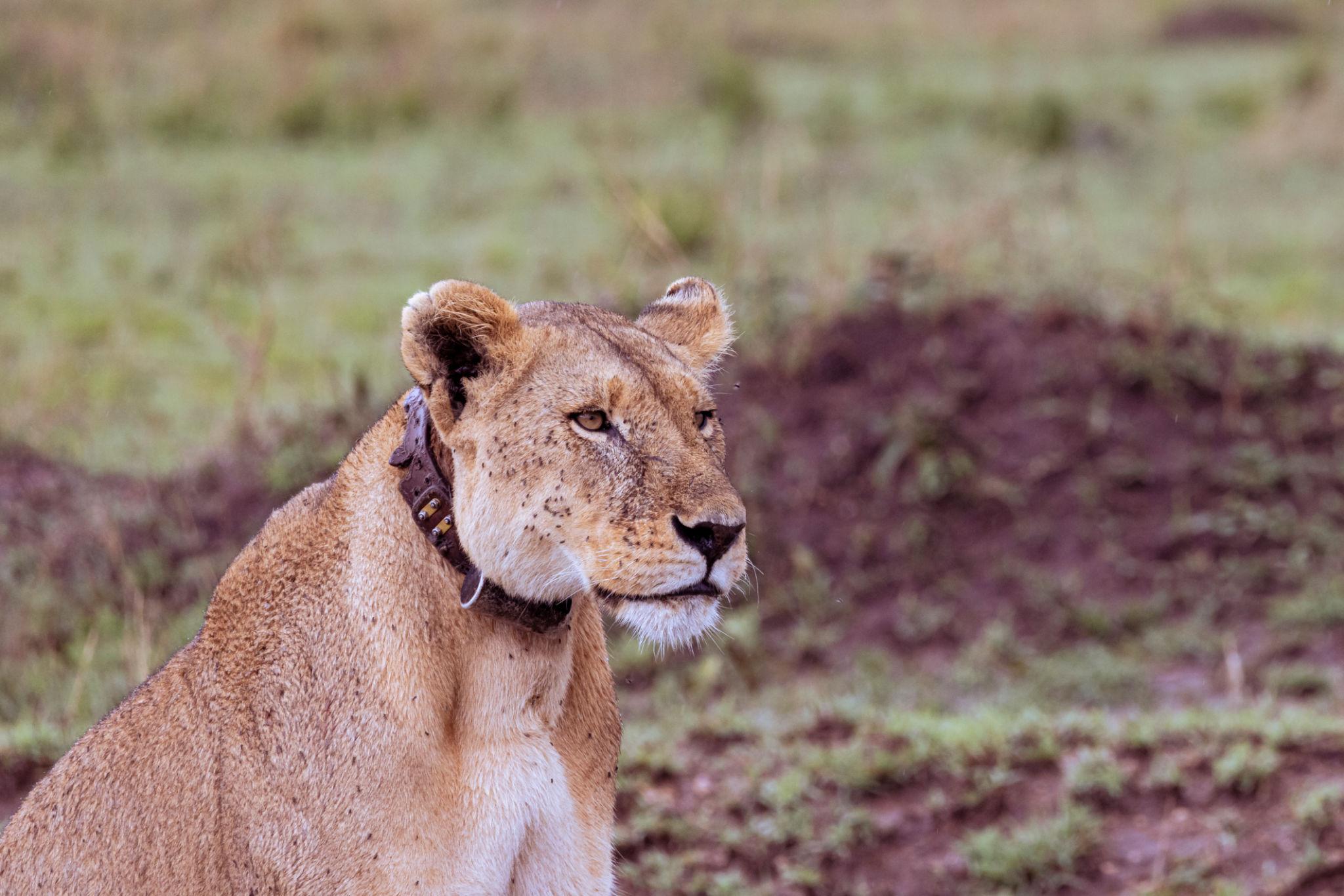 Serengeti National Park