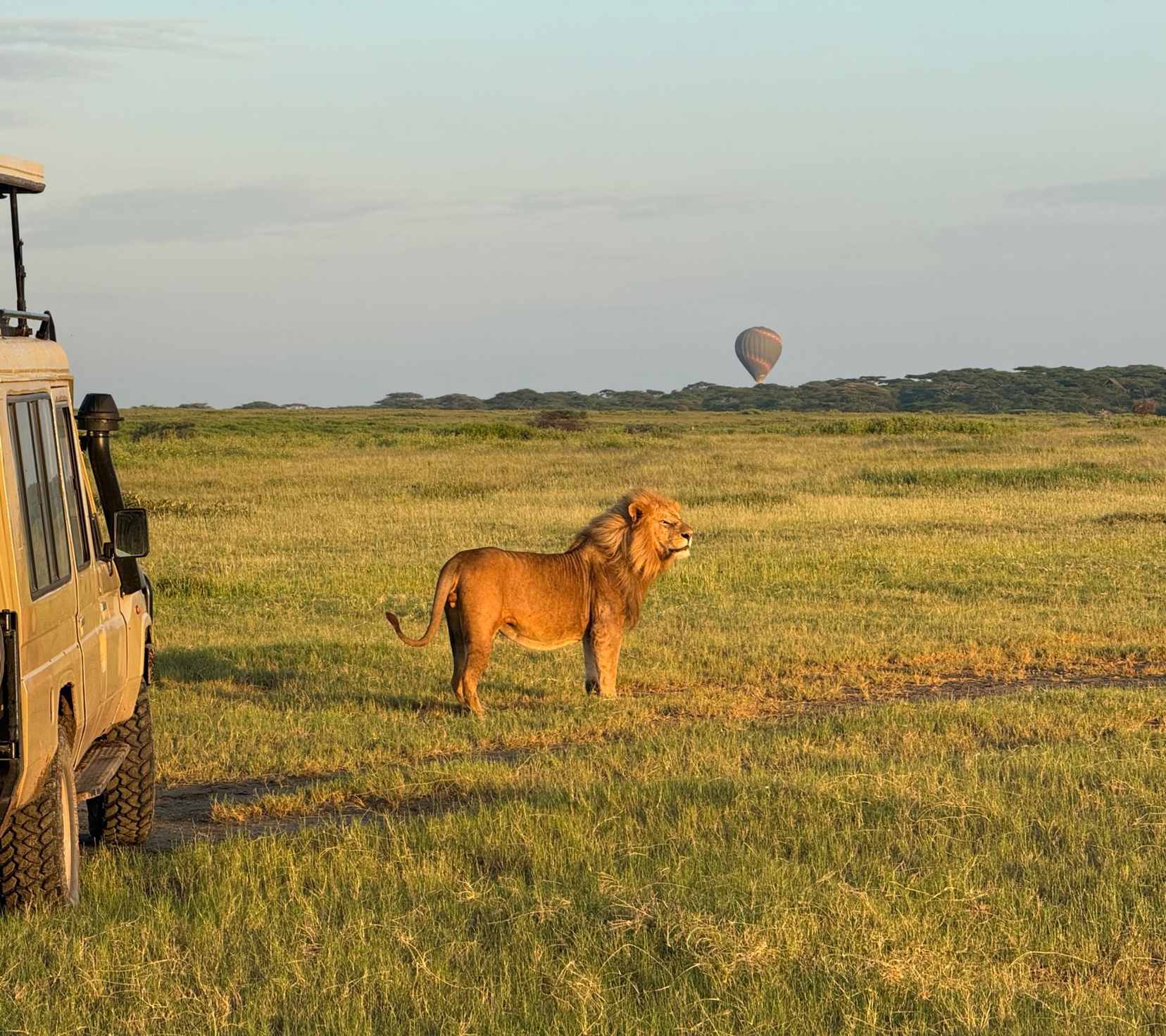 Private Tanzania safari in Serengeti with lion and hot-air balloon