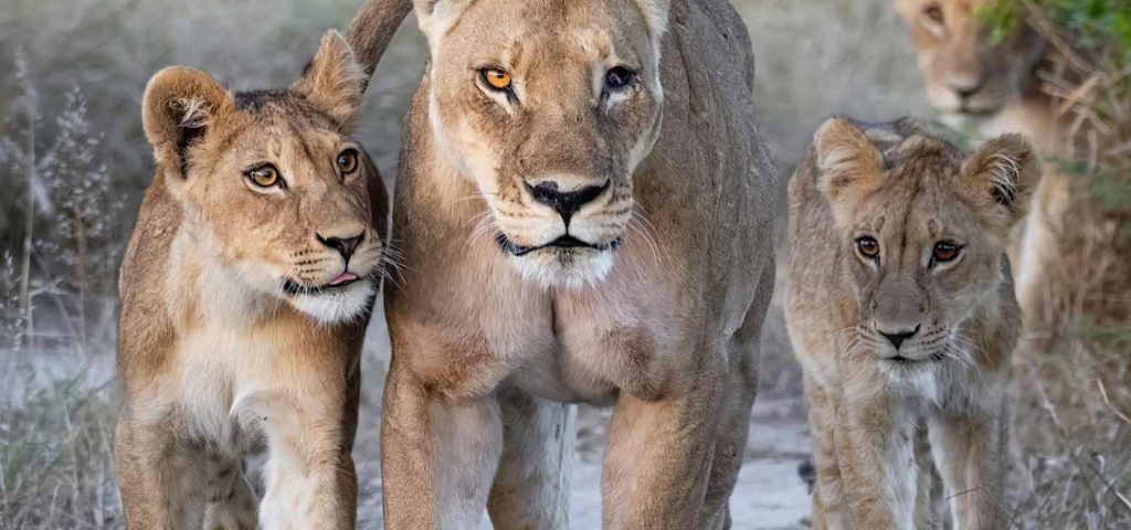 3 Days Tarangire, Ngorongoro and Lake Manyara Private Safari