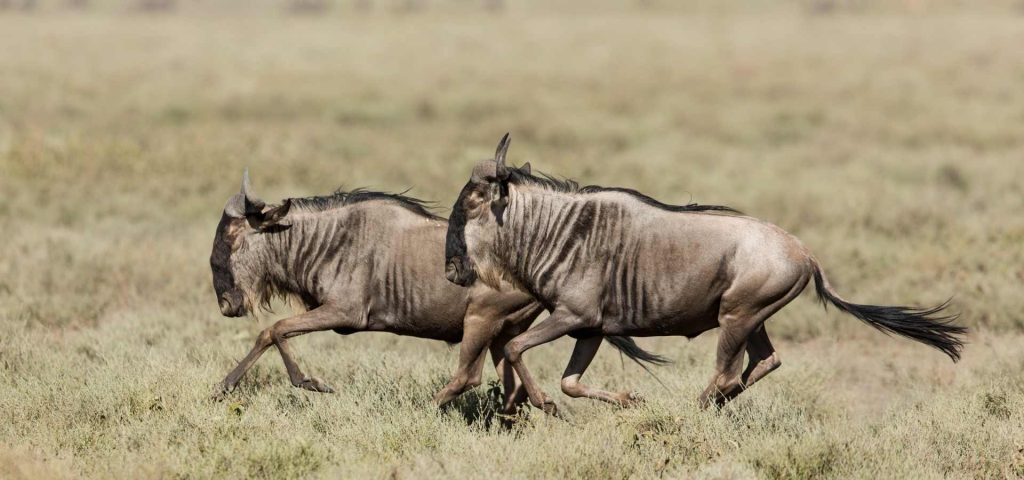 7 Days Luxury Ndutu Calving Season Honeymoon Safari