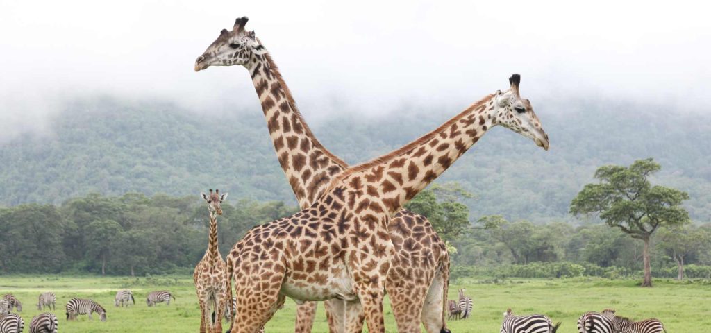 Arusha National Park Day Safari