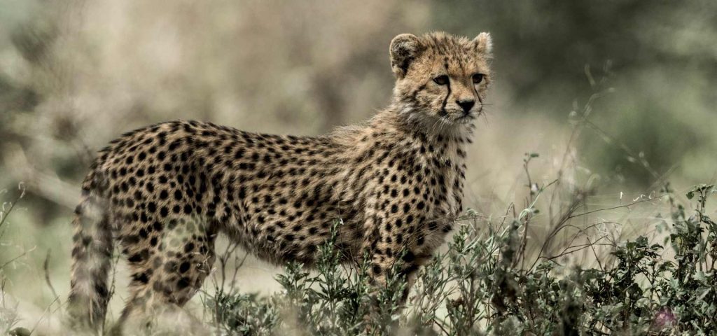 5 Day Tanzania Joining Safari