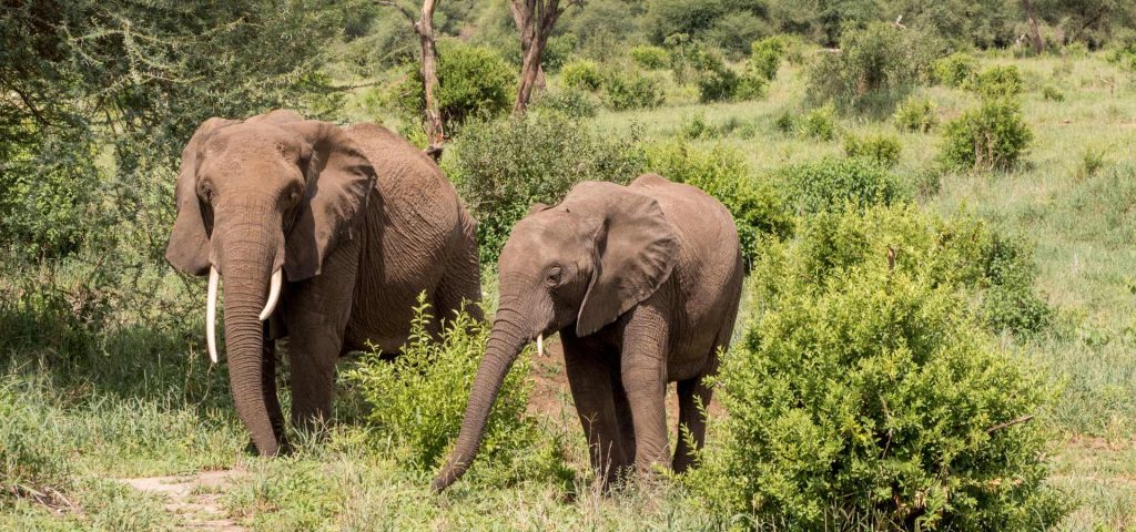Tarangire National Park Day Safari