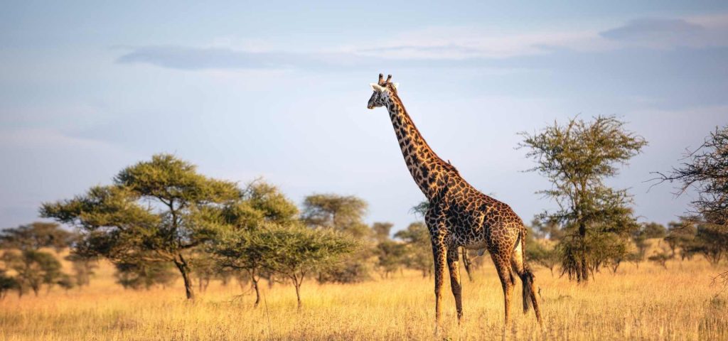 4 Day Tanzania Joining Safari