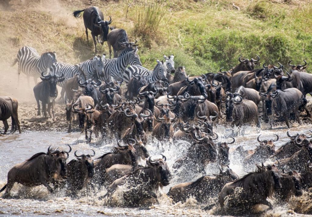 6 Days Ndutu Migration Safari Tanzania