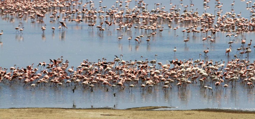 Lake Manyara National Park Day Safari