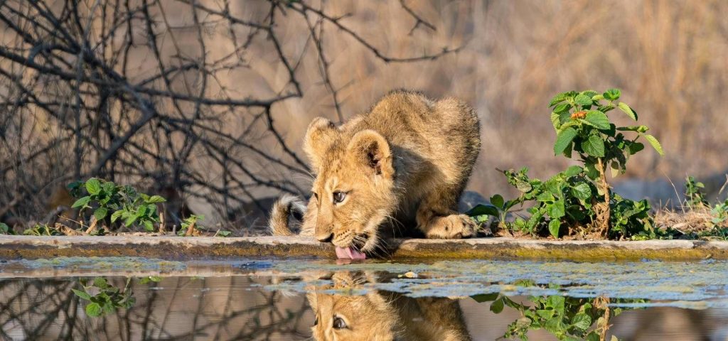 3 Day Tanzania Joining Safari