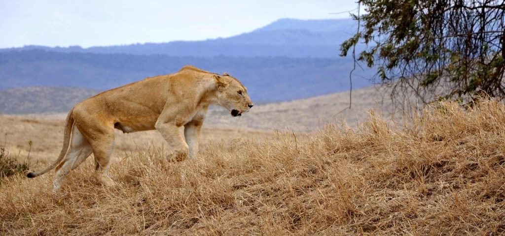 4 Days Tarangire Serengeti & Ngorongoro Safari from Arusha