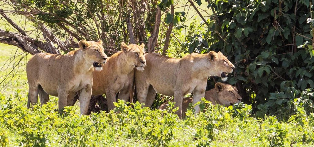 7 Day Serengeti Safari & Ngorongoro Adventure