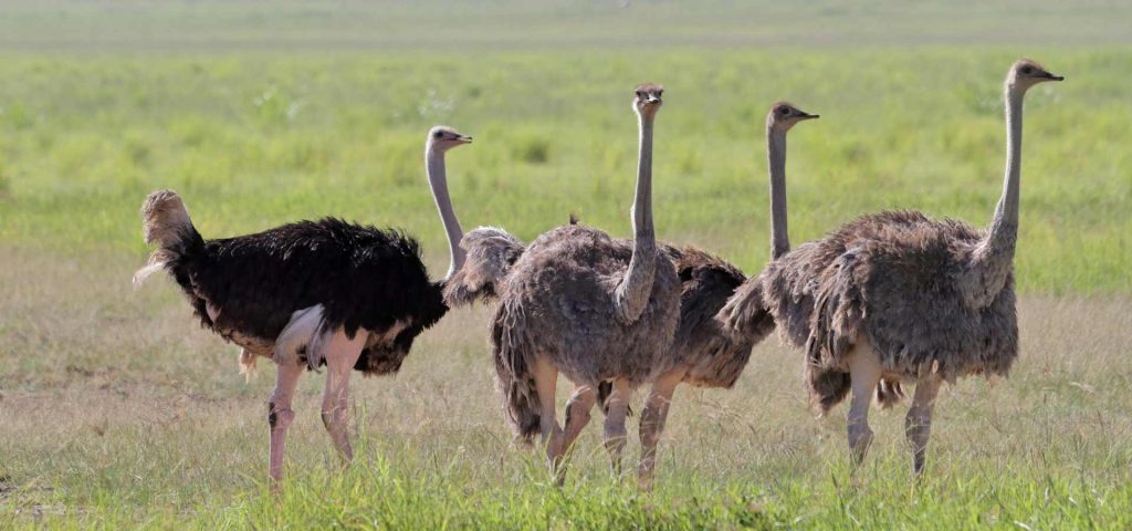 3 Day Tanzania Joining Safari