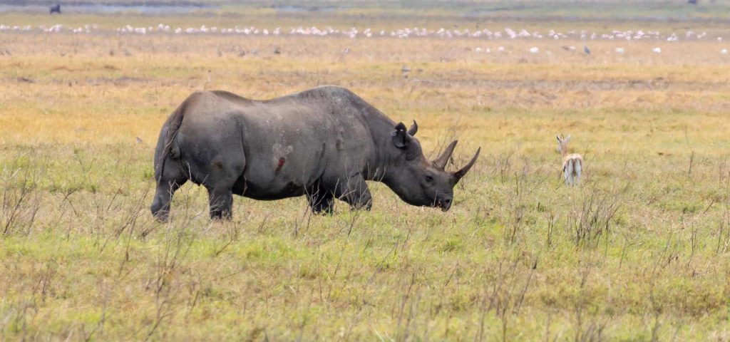 5 Days Big Five Safari Tanzania
