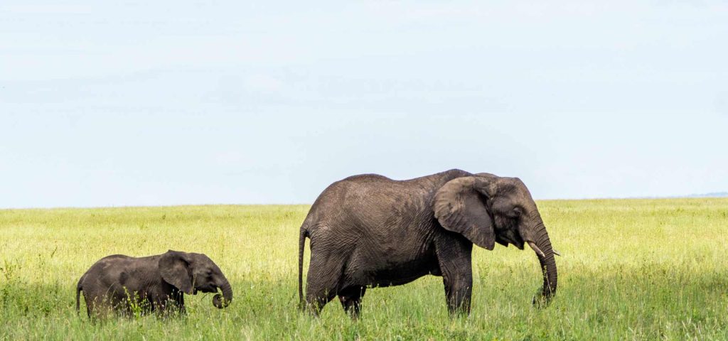 5 Days Northern Circuit Safari