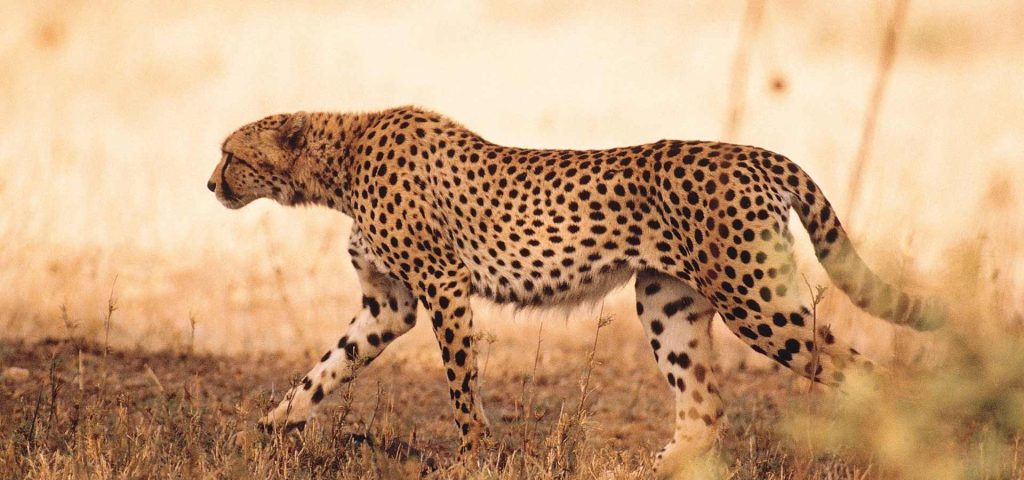 9 Days Northern Circuit Safari Tanzania