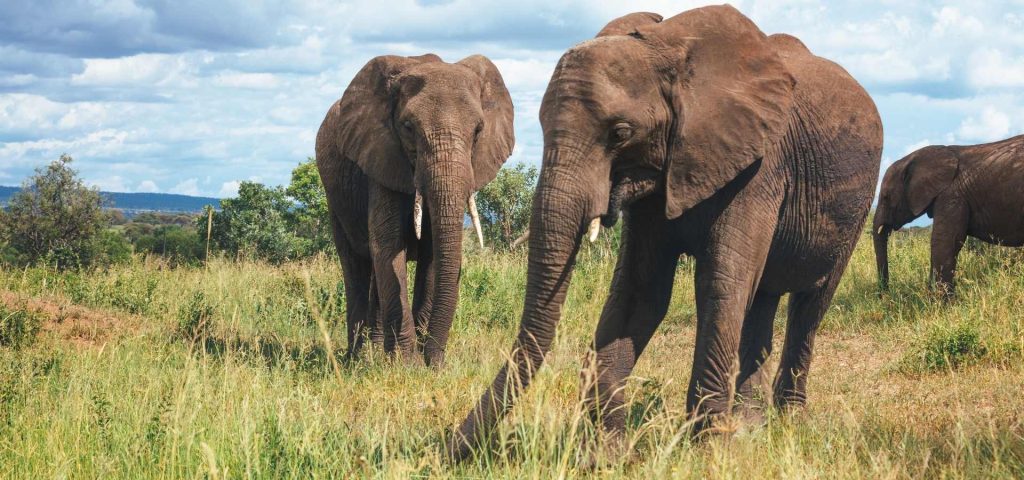 6 Days Tanzania Classic Safari