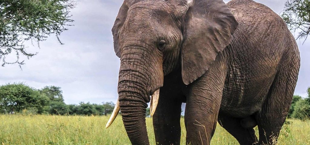 9 Day Ultimate Tanzania Wildlife Safari