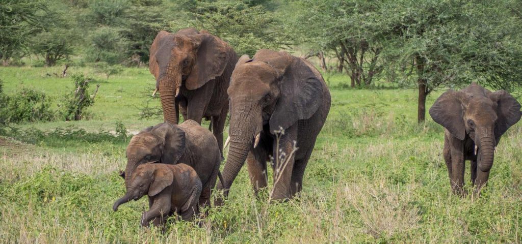 2 Day Tanzania Joining Safari
