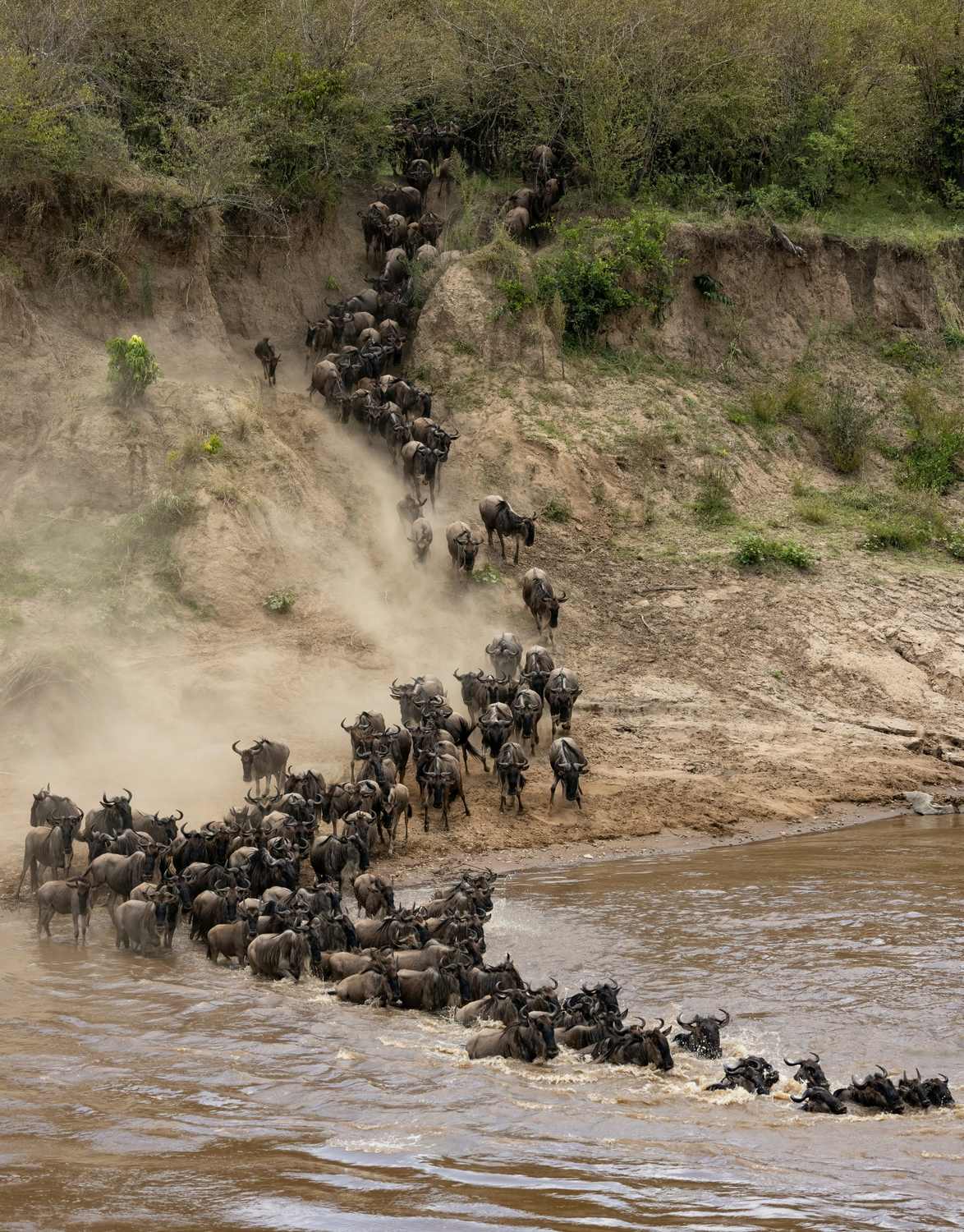 Great Migration wildebeest river crossing in Serengeti Tanzania