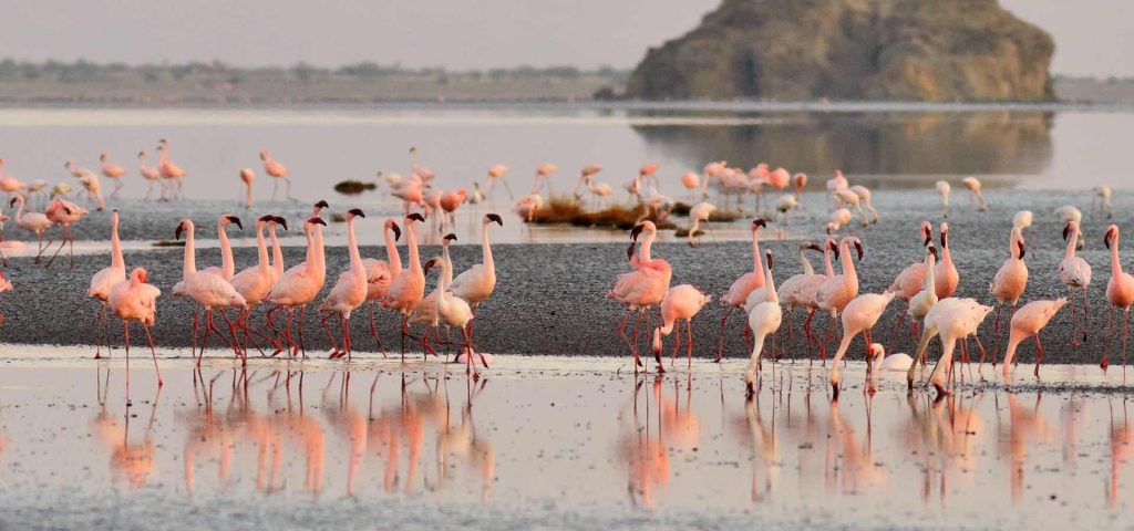 8 Day Lake Natron Serengeti Ngorongoro Safari