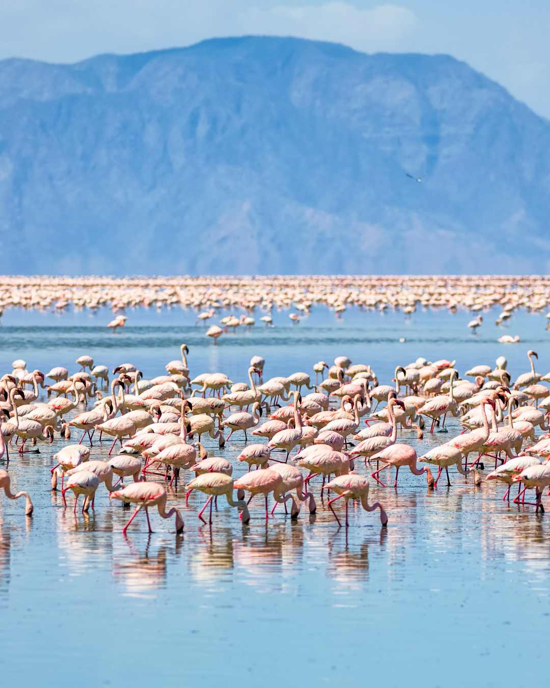 Lake Natron flamingos Tanzania
