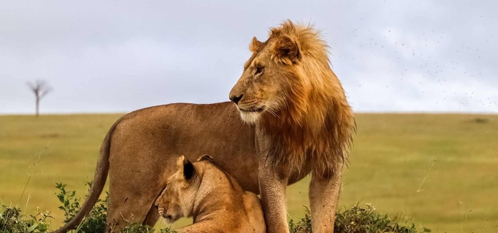 5 Day Serengeti Wildlife Safari Experience