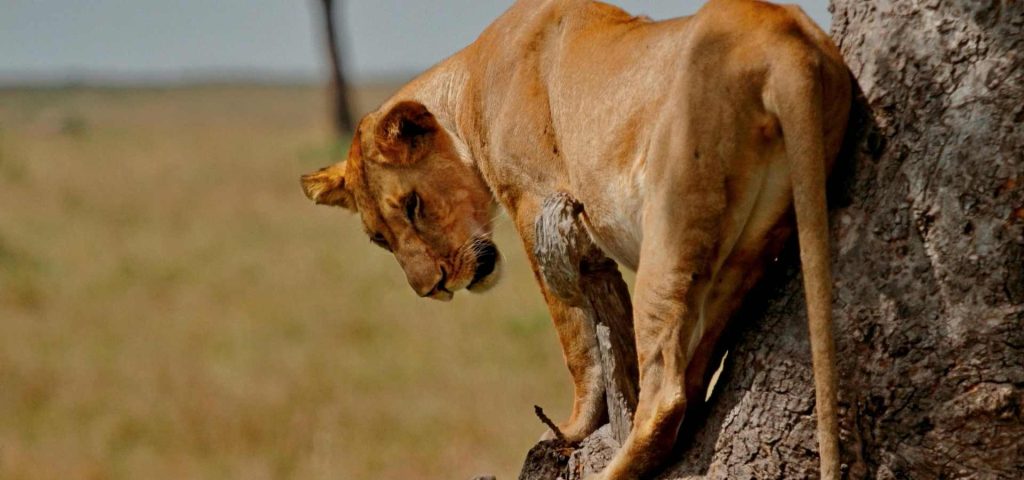 6 Day Northern Circuit Safari | Serengeti Wild Tours