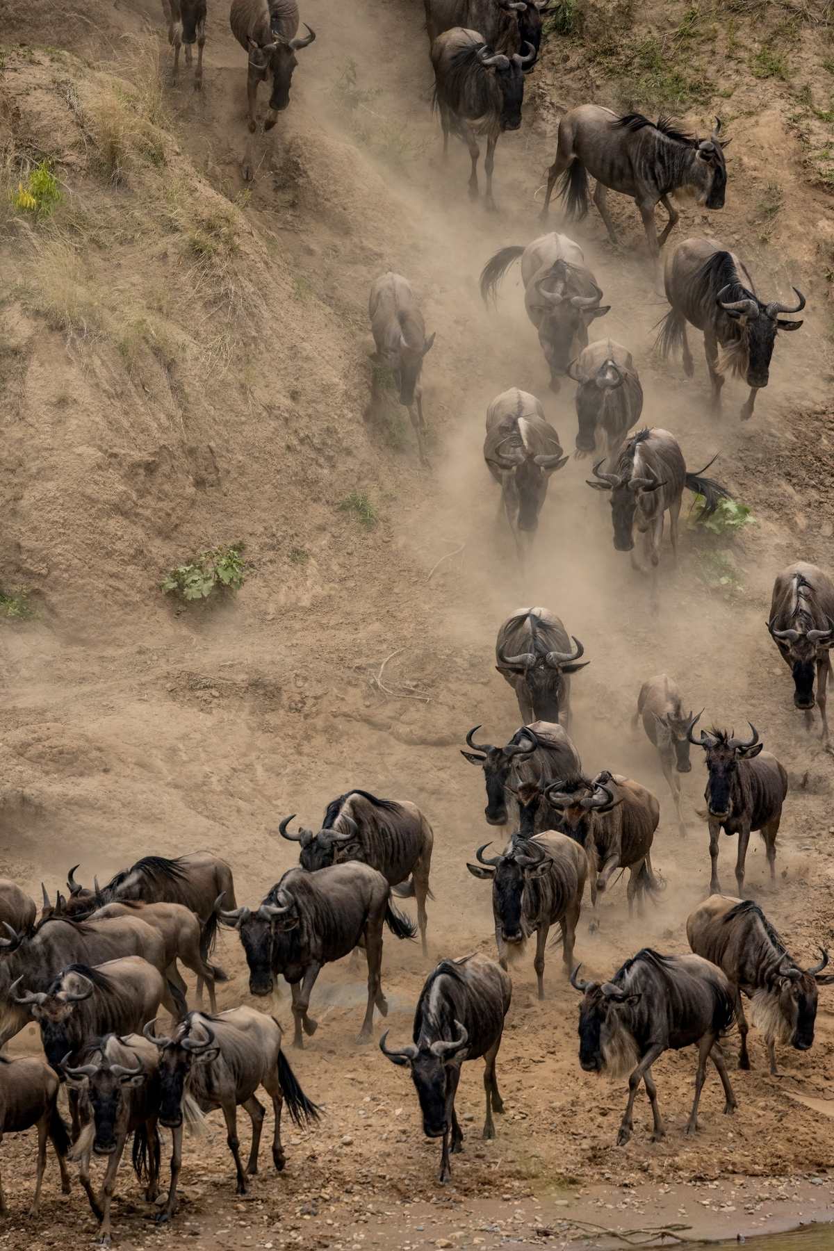 Great Migration guide Tanzania view of wildebeest in northern Serengeti