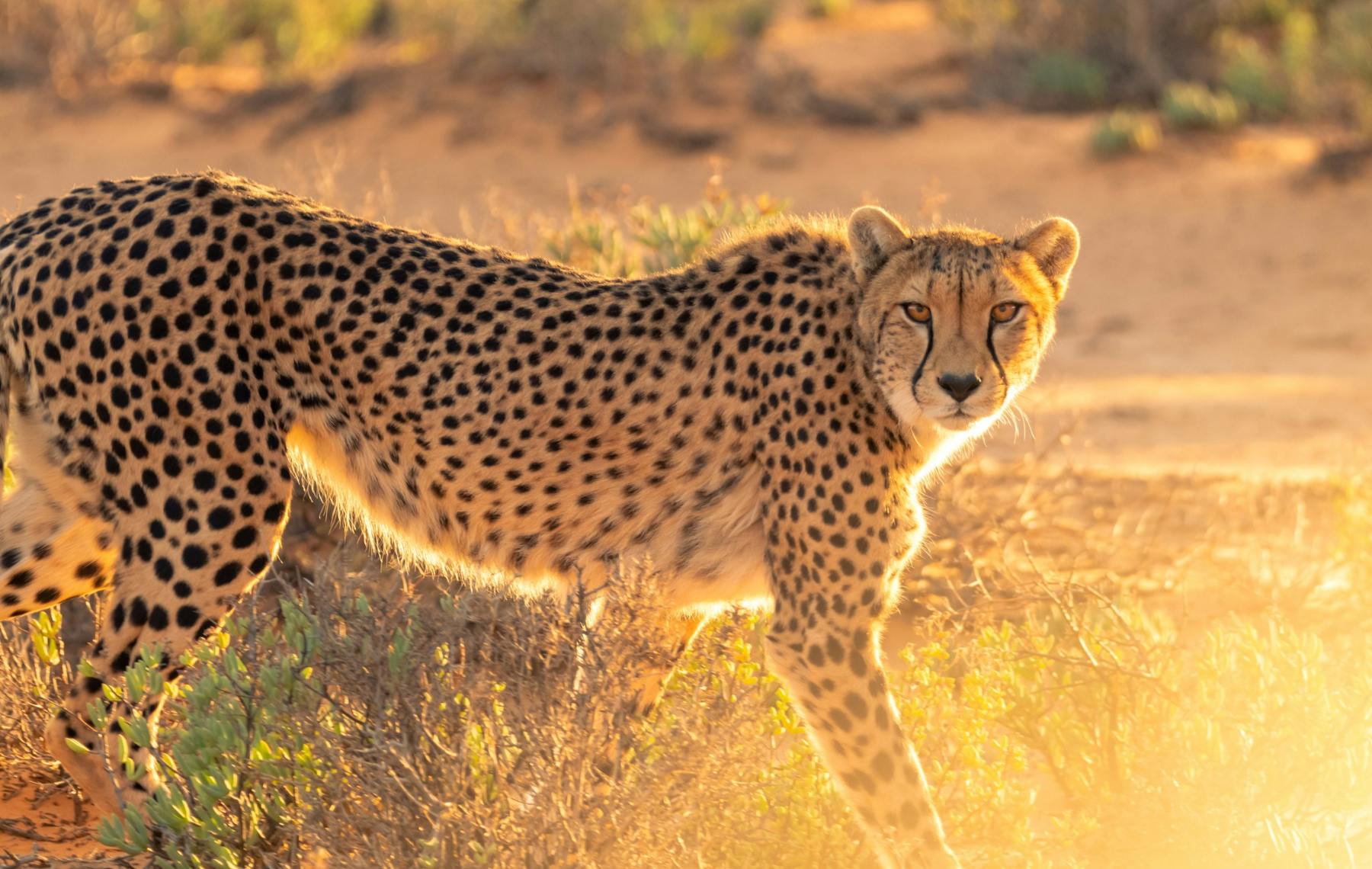 Cheetah in golden light during a Serengeti National Park safari