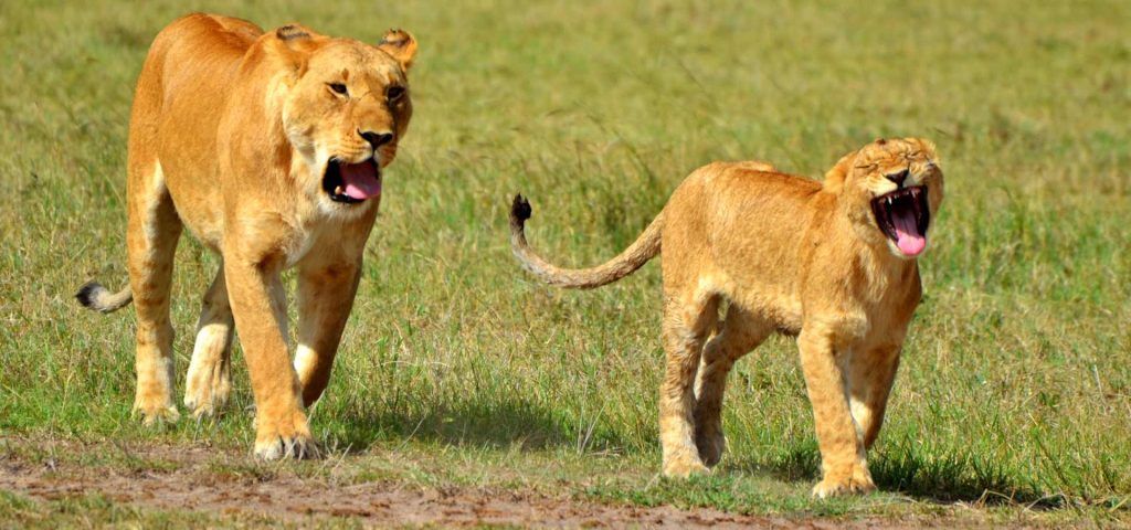 8 Days Tanzania Wildlife Safari