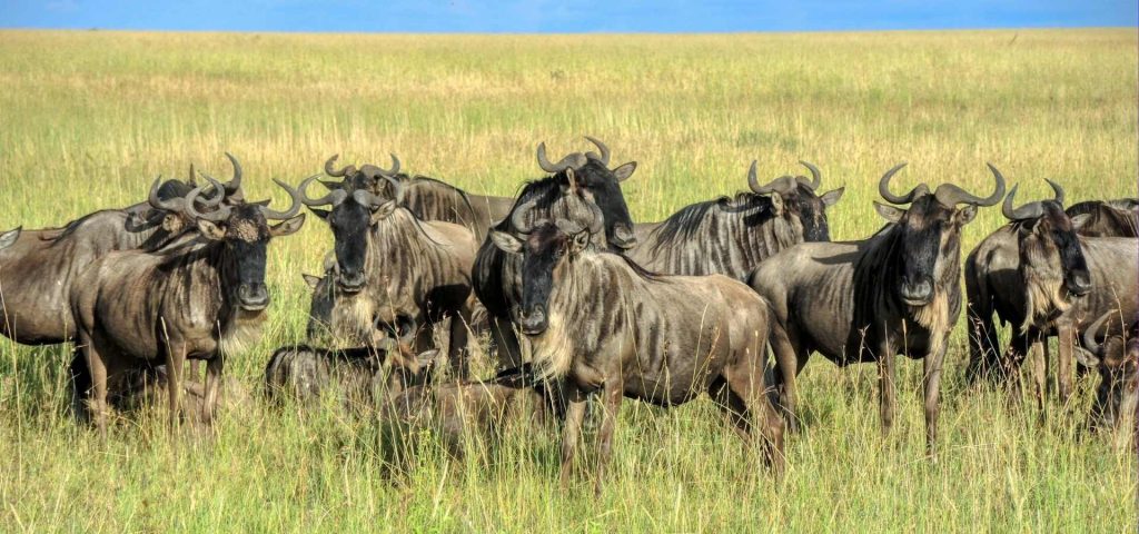 10 Days Great Migration Safari Tanzania