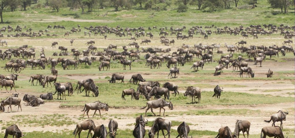 7 Days Great Migration Safari Tanzania