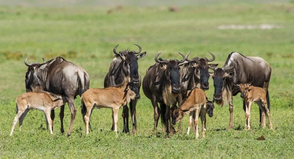 6 Days Western Corridor Great Migration Safari