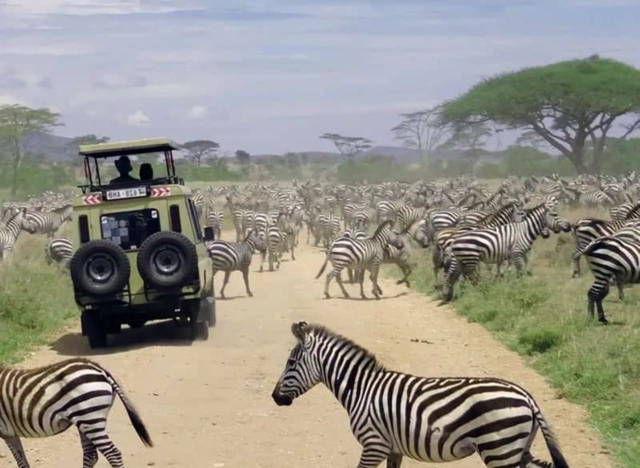 First time Tanzania safari guest on a Serengeti game drive