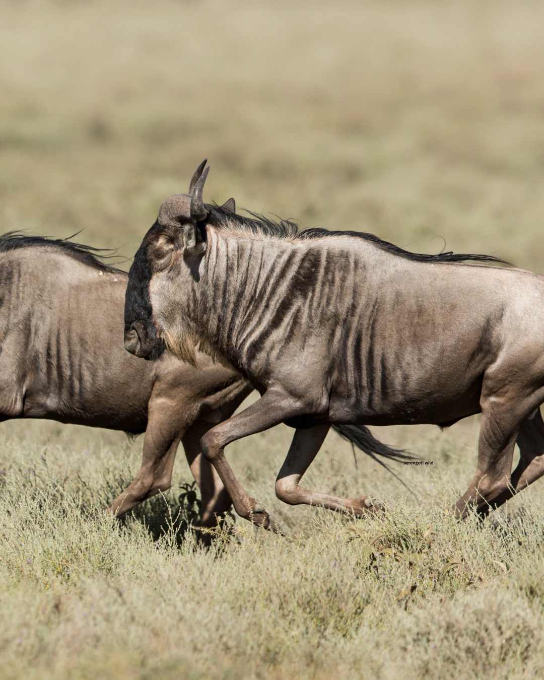 Wildebeest on the Serengeti plains