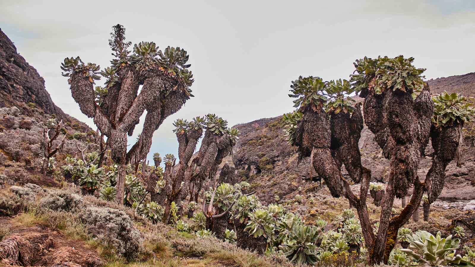 8 Days Northern Circuit Route Kilimanjaro with Serengeti Wild Tours