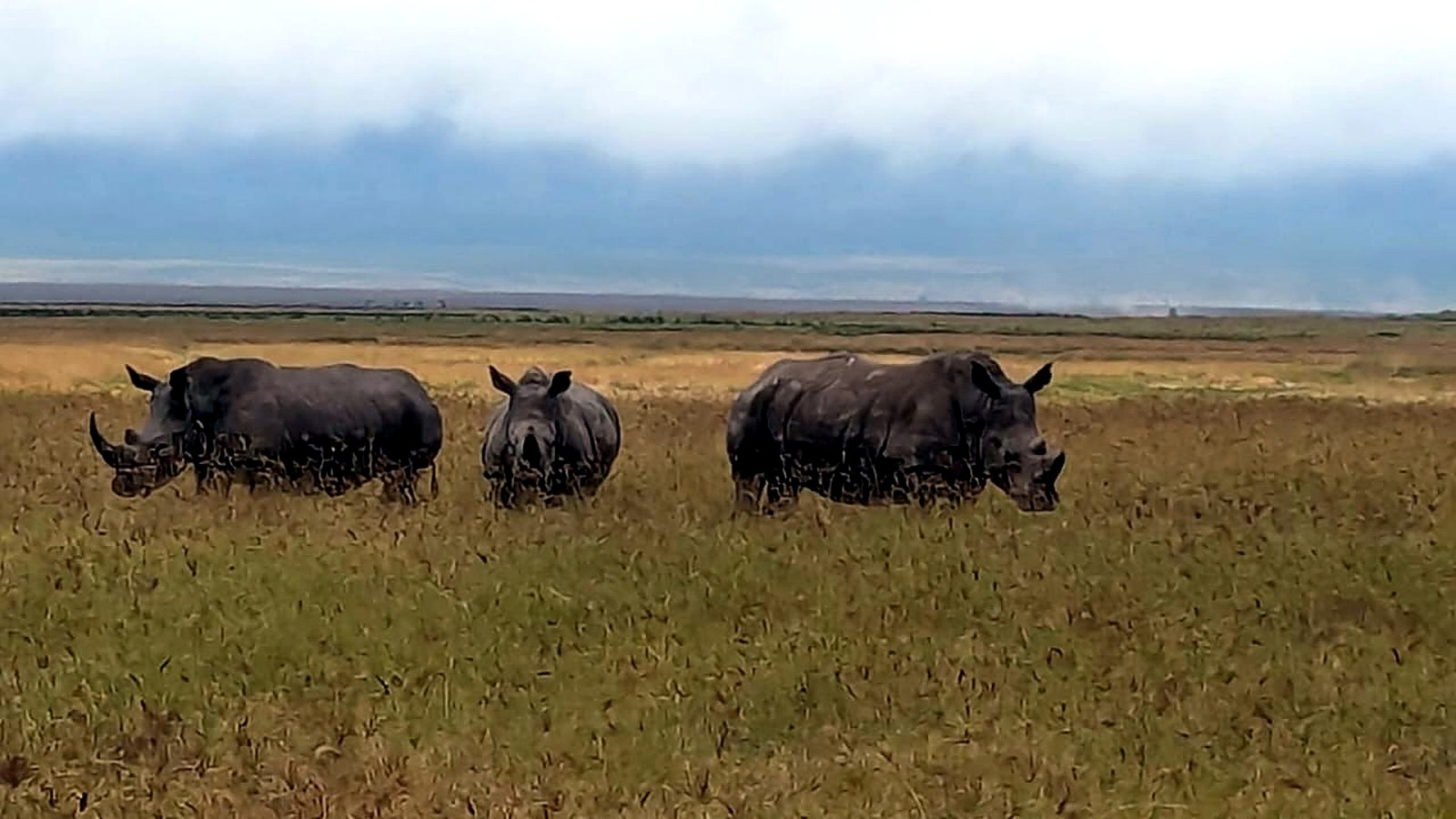 Black rhino family on the Ngorongoro Crater floor in Tanzania