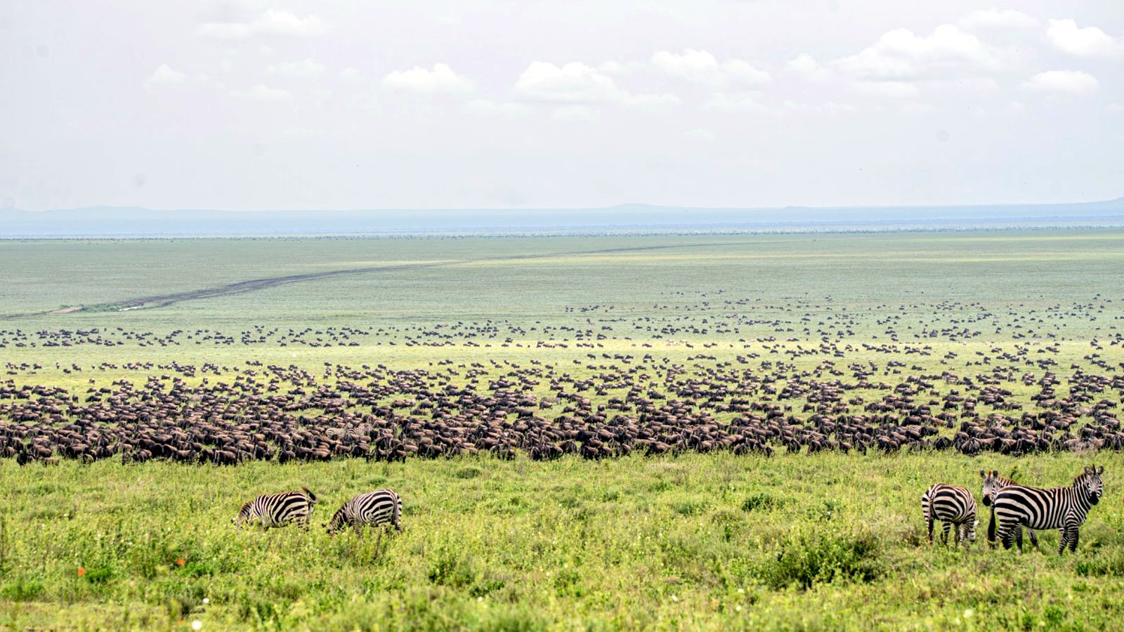 Zebra and wildlife herds across the Serengeti plains in Tanzania