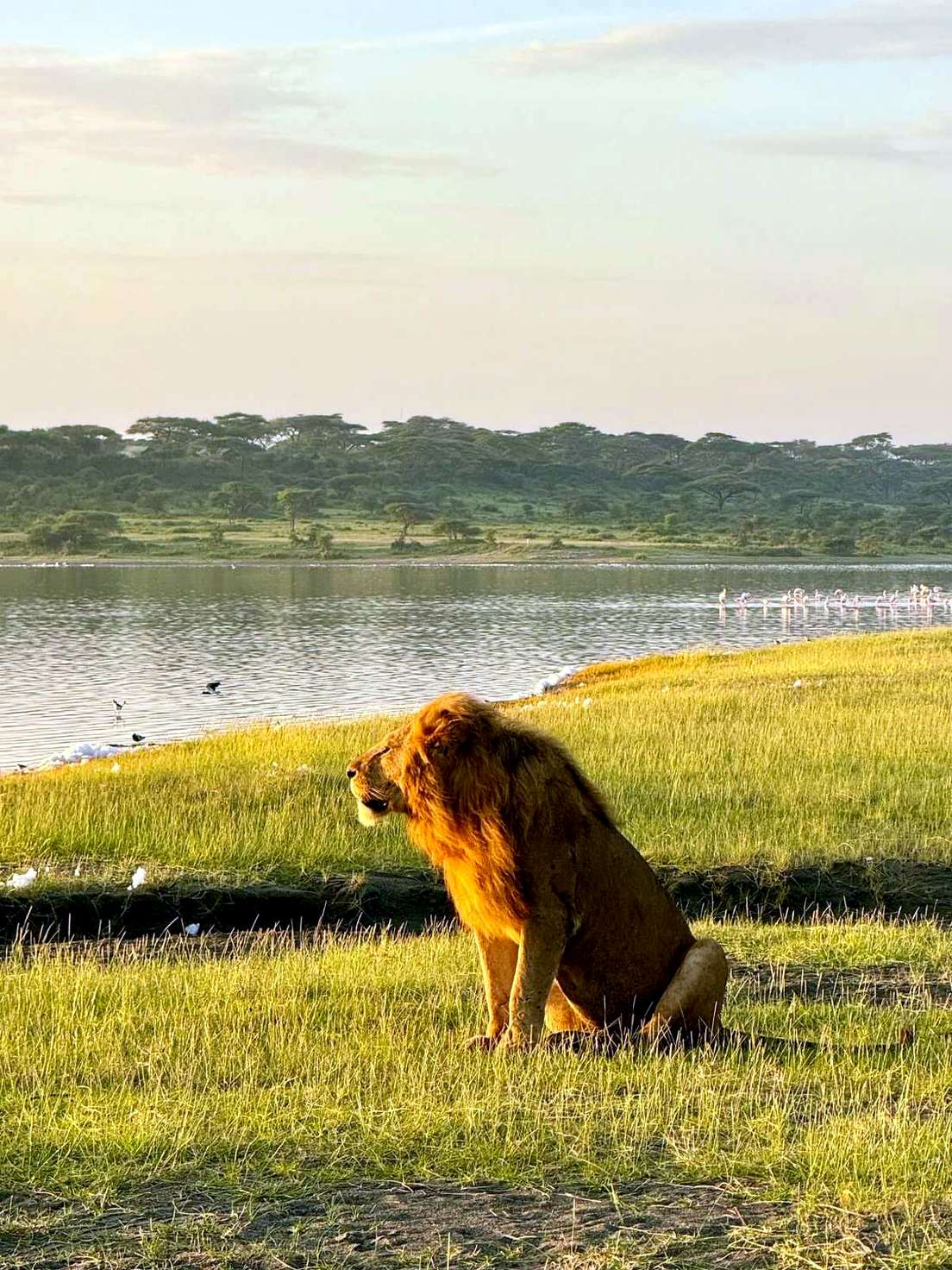 Lion beside a lake with flamingos during a private Tanzania safari