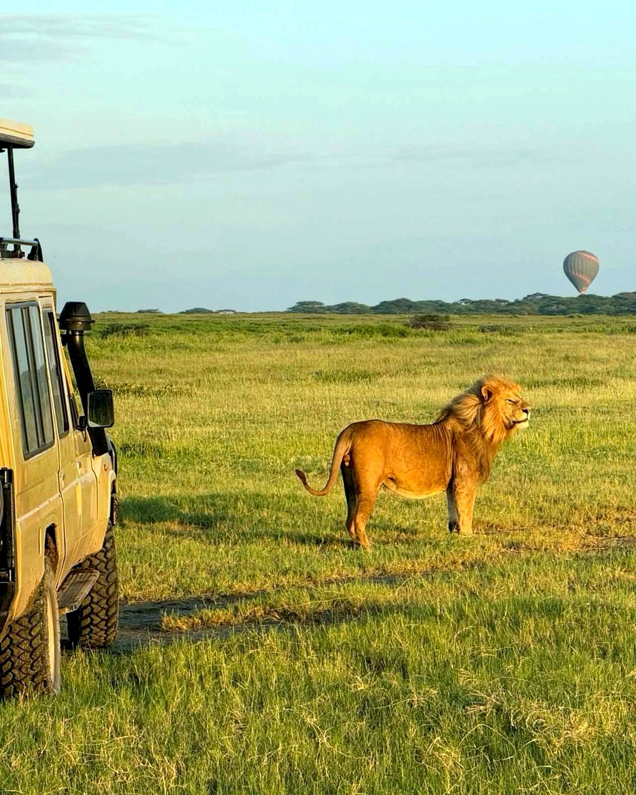 Lion beside a Serengeti Wild Tours safari vehicle with a hot-air balloon over the plains