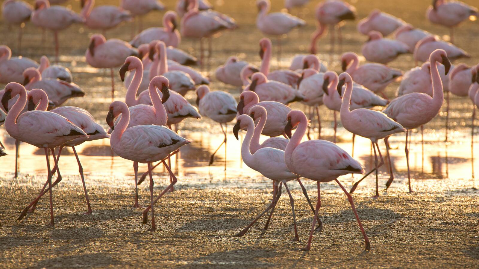 Flamingo flock feeding in shallow water at Lake Natron Tanzania